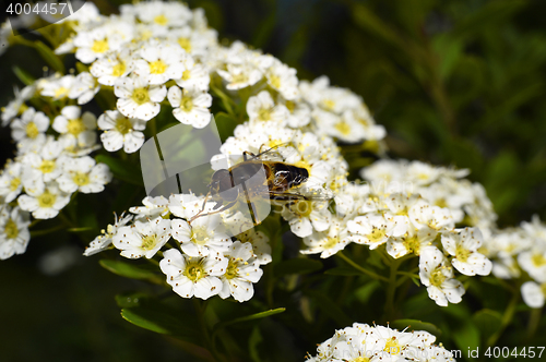 Image of Fly sitting on a flowering shrub tree closeup