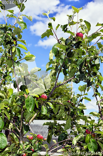 Image of Ripe red apples ripened on the tree in the garden
