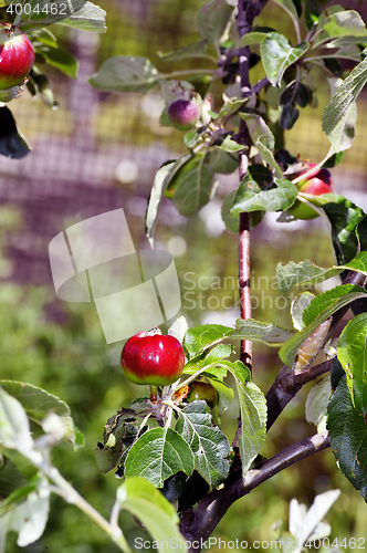 Image of Ripe red apples ripened on the tree in the garden