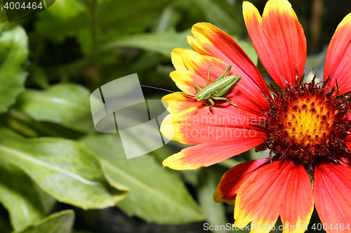 Image of Red Helenium flower close-up with a grasshopper sitting on it