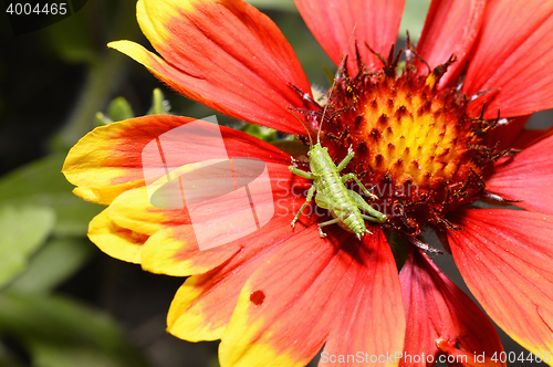 Image of Red Helenium flower close-up with a grasshopper sitting on it