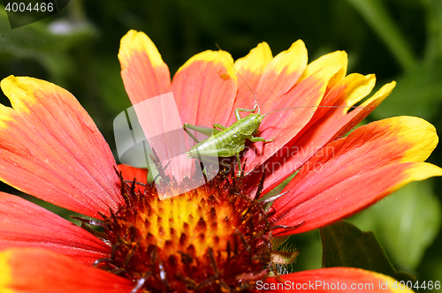 Image of Red Helenium flower close-up with a grasshopper sitting on it