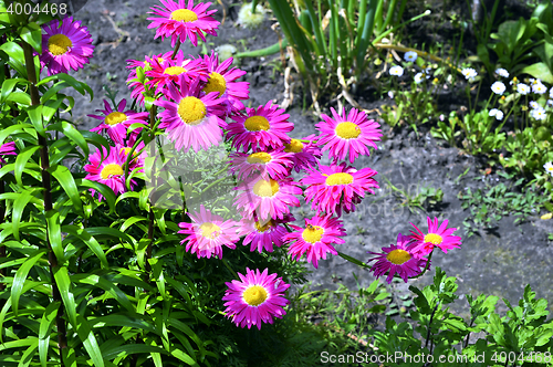 Image of Flowers decorative pink daisies in the garden