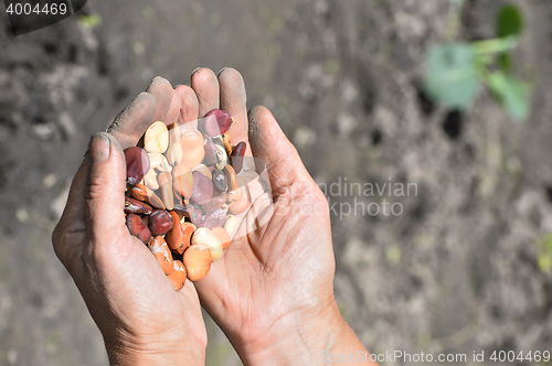 Image of Beans beans in a female hands on a background of garden beds