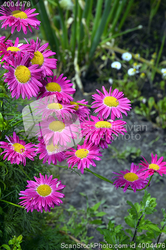 Image of Flowers decorative pink daisies in the garden
