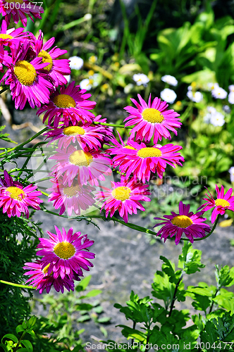 Image of Flowers decorative pink daisies in the garden