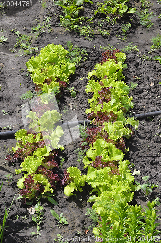 Image of Green salad growing in the garden beds in summer