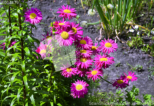 Image of Flowers decorative pink daisies in the garden