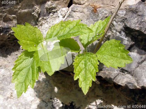 Image of nettle