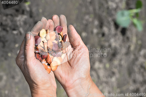 Image of Beans beans in a female hands on a background of garden beds