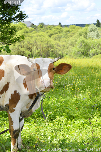 Image of Portrait of rural cows grazing on a green meadow, close-up