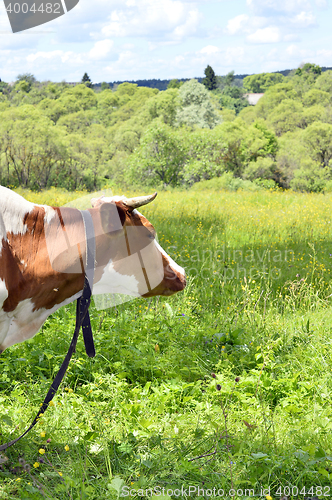 Image of Portrait of rural cows grazing on a green meadow, close-up