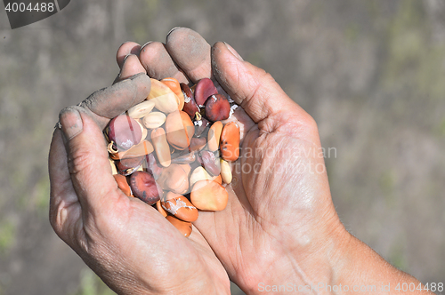 Image of Beans beans in a female hands on a background of garden beds