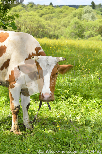 Image of Portrait of rural cows grazing on a green meadow, close-up