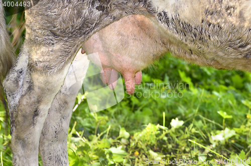 Image of Rural udder cows grazing on a green meadow, close-up