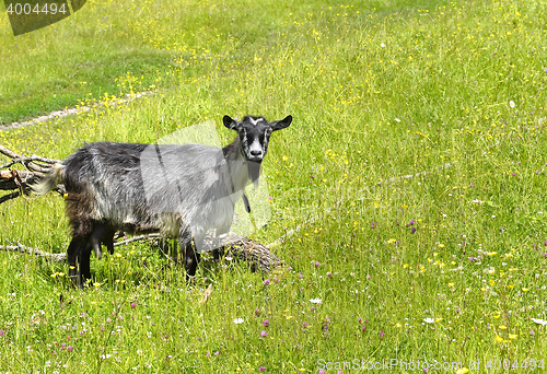 Image of Rural landscape with a goat grazing on a green meadow