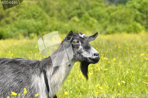 Image of Rural landscape with a goat grazing on a green meadow