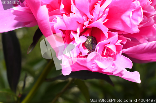 Image of Flowering vines in the garden close-up
