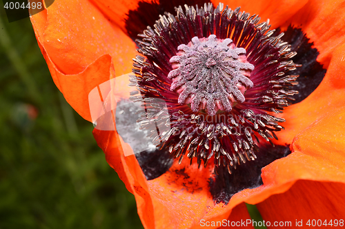 Image of Red poppy flower, stamens and pistils, macro