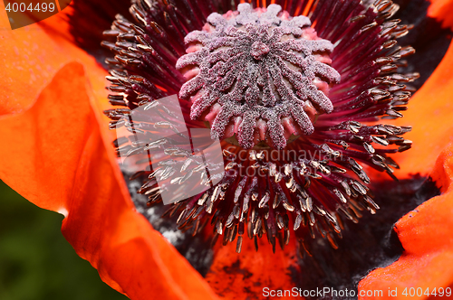 Image of Red poppy flower, stamens and pistils, macro