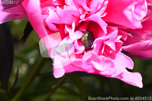 Image of Flowering vines in the garden close-up