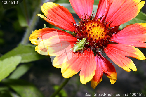 Image of Red Helenium flower close-up with a grasshopper sitting on it