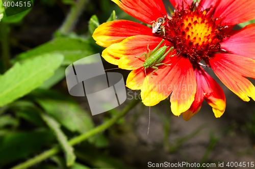 Image of Red Helenium flower close-up with a grasshopper sitting on it