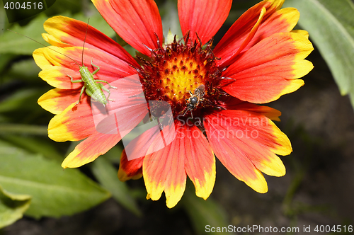 Image of Red Helenium flower close-up with a grasshopper sitting on it