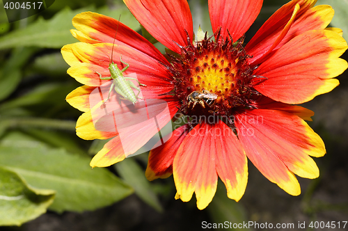 Image of Red Helenium flower close-up with a grasshopper sitting on it