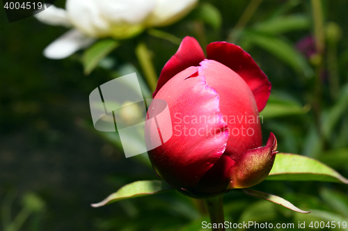 Image of Flowering vines in the garden close-up