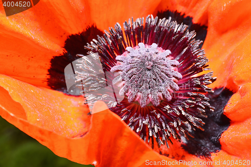 Image of Red poppy flower, stamens and pistils, macro