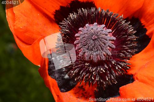 Image of Red poppy flower, stamens and pistils, macro