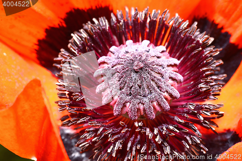 Image of Red poppy flower, stamens and pistils, macro