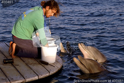 Image of dolphins trainer