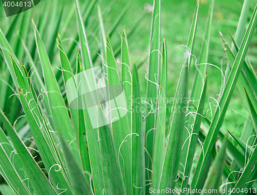 Image of greeen plant close up