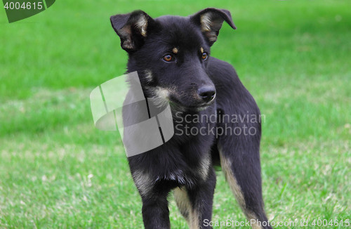 Image of dog on grass