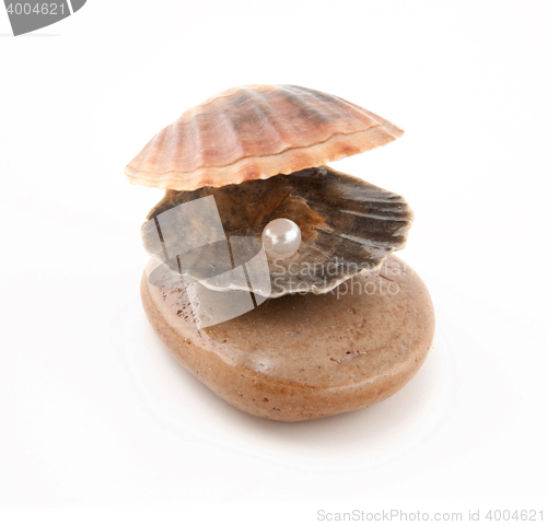 Image of Shell with a pearl