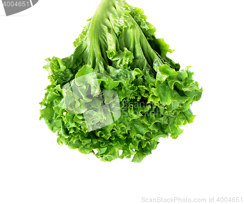 Image of fresh green lettuce salad closeup
