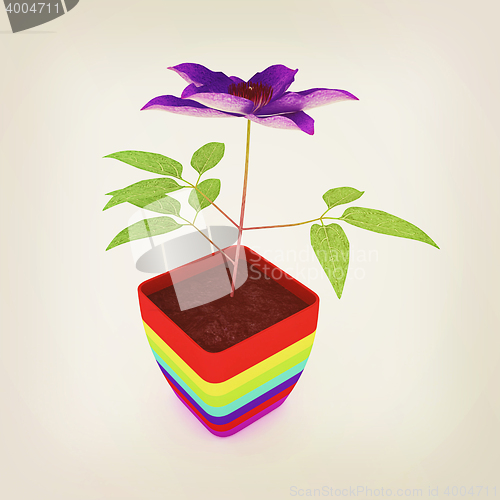 Image of Clematis a beautiful flower in the colorful pot. 3D illustration