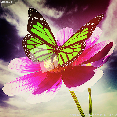 Image of Beautiful Cosmos Flower and butterfly. 3D illustration. Vintage 