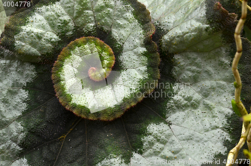 Image of Rex begonias amazing colorful leaf pattern 