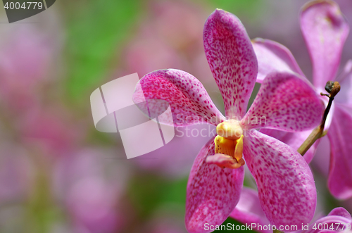 Image of Beautiful purple orchid, phalaenopsis.