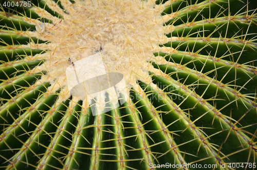 Image of Cactus in Gardens by the Bay in Singapore