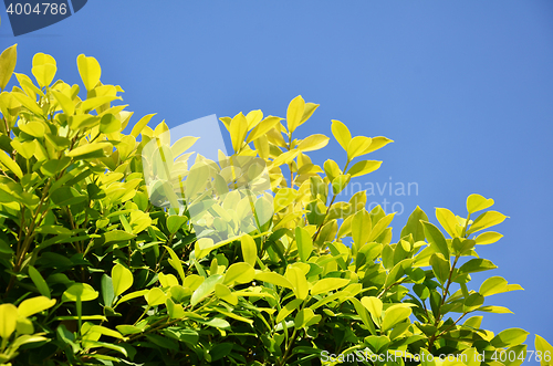 Image of Green leaf background