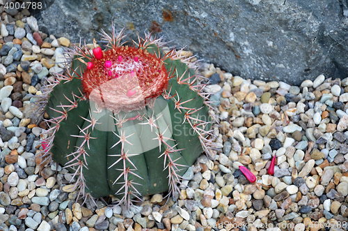 Image of Turk cap cactus from Brazil