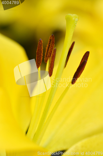 Image of Beautiful lily growing in garden