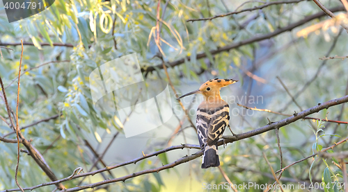 Image of Hoopoe (Upupa epops) 