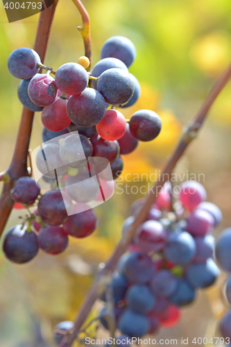 Image of ripe red grape