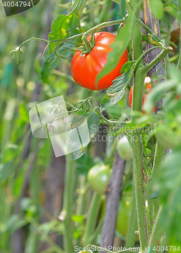 Image of Red tomato ripening