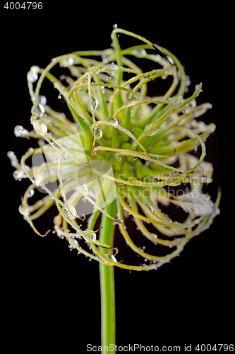 Image of Clematis flower